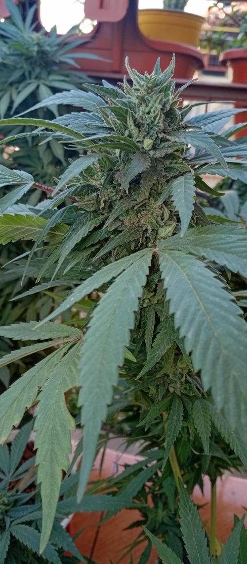 GMOxPakistanxMimosa. Week 19