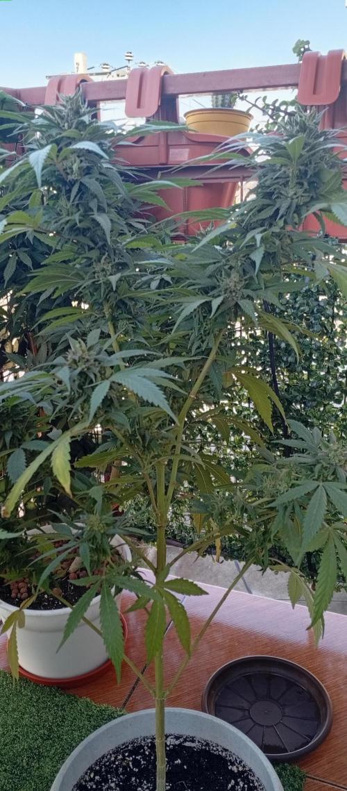 GMOxPakistanxMimosa. Week 19