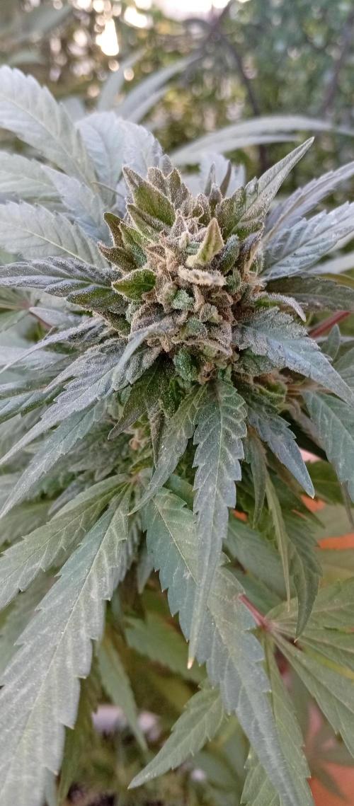 GMOxPakistanxMimosa. Week 19