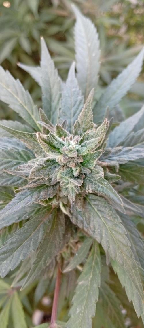 GMOxPakistanxMimosa. Week 19