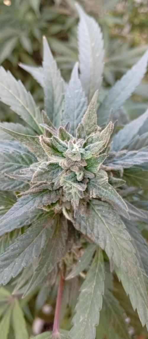 GMOxPakistanxMimosa. Week 19