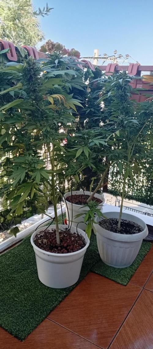 ChocotangieXCelestialGas. Week 19