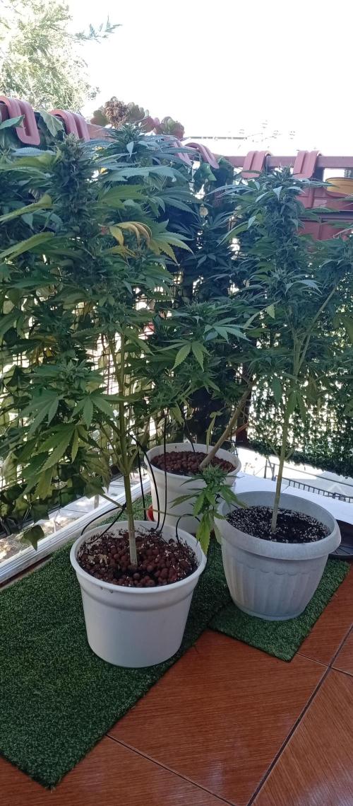ChocotangieXCelestialGas. Week 19