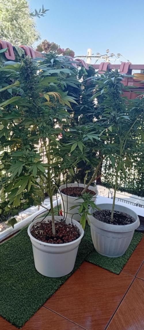 ChocotangieXCelestialGas. Week 19
