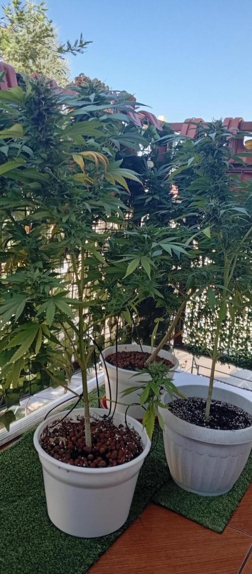 ChocotangieXCelestialGas. Week 19