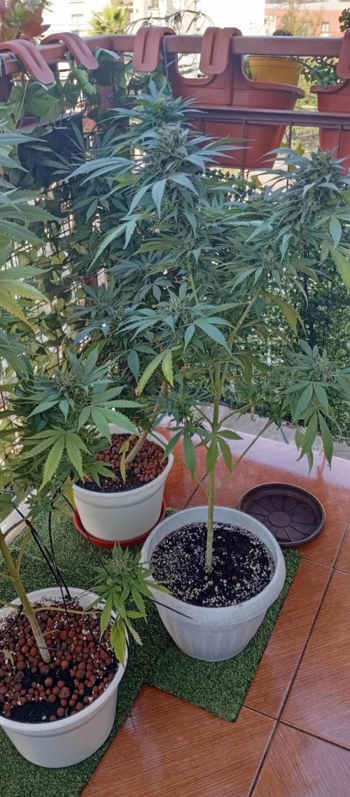 ChocotangieXCelestialGas. Week 19