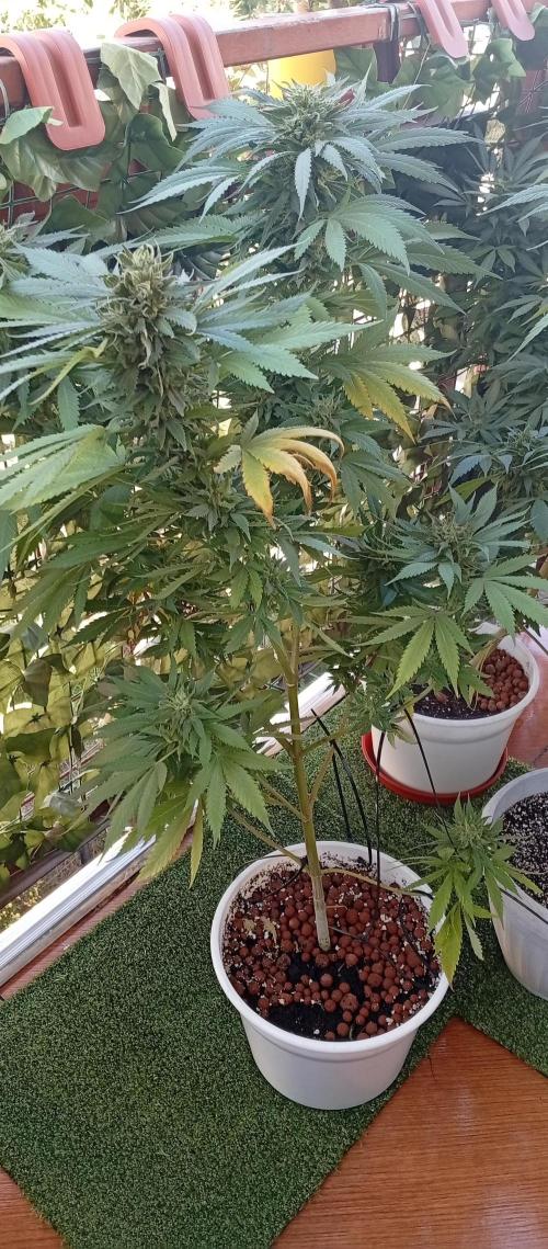 ChocotangieXCelestialGas. Week 19