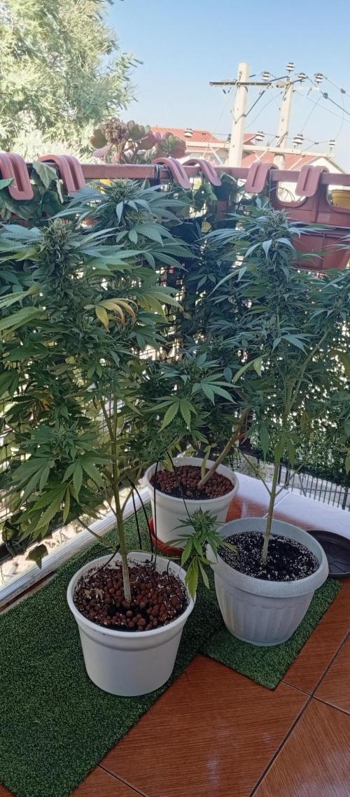 ChocotangieXCelestialGas. Week 19