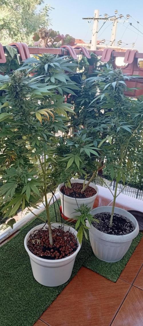 ChocotangieXCelestialGas. Week 19