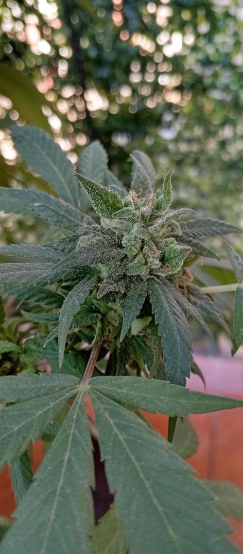 ChocotangieXCelestialGas. Week 19