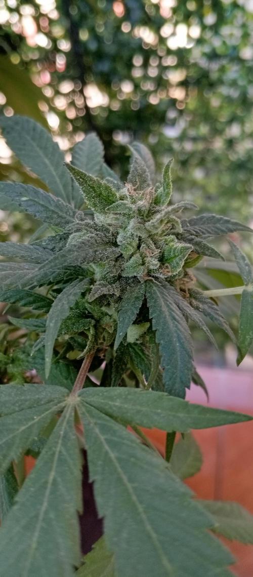 ChocotangieXCelestialGas. Week 19
