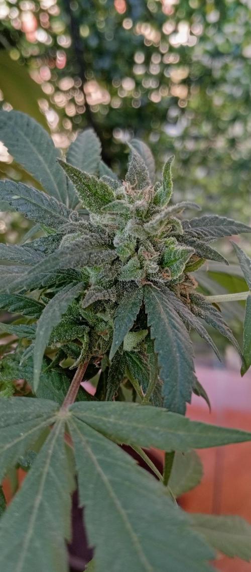 ChocotangieXCelestialGas. Week 19