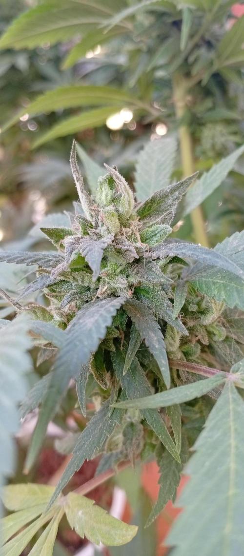 ChocotangieXCelestialGas. Week 19