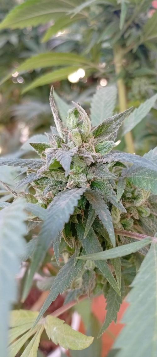 ChocotangieXCelestialGas. Week 19