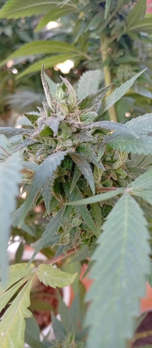 ChocotangieXCelestialGas. Week 19
