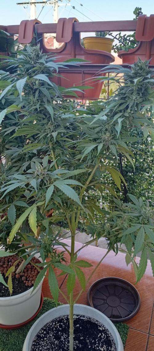 ChocotangieXCelestialGas. Week 19