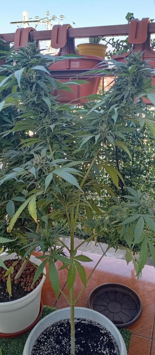 ChocotangieXCelestialGas. Week 19