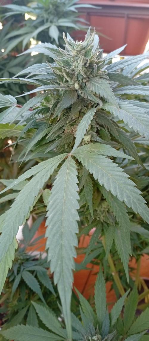 ChocotangieXCelestialGas. Week 19
