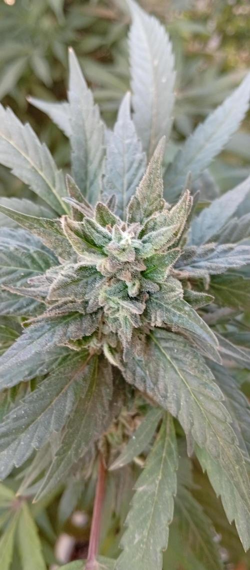 ChocotangieXCelestialGas. Week 19