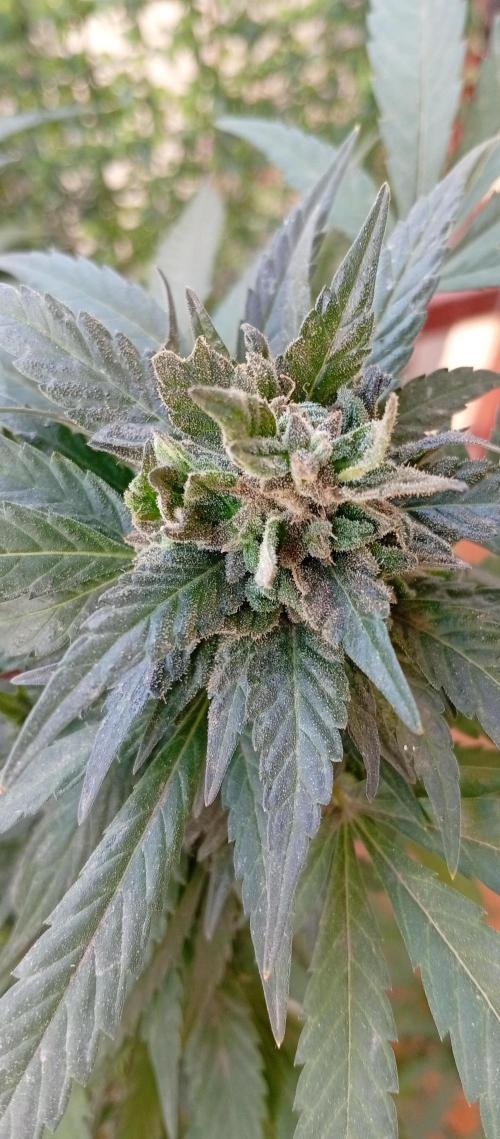 ChocotangieXCelestialGas. Week 19