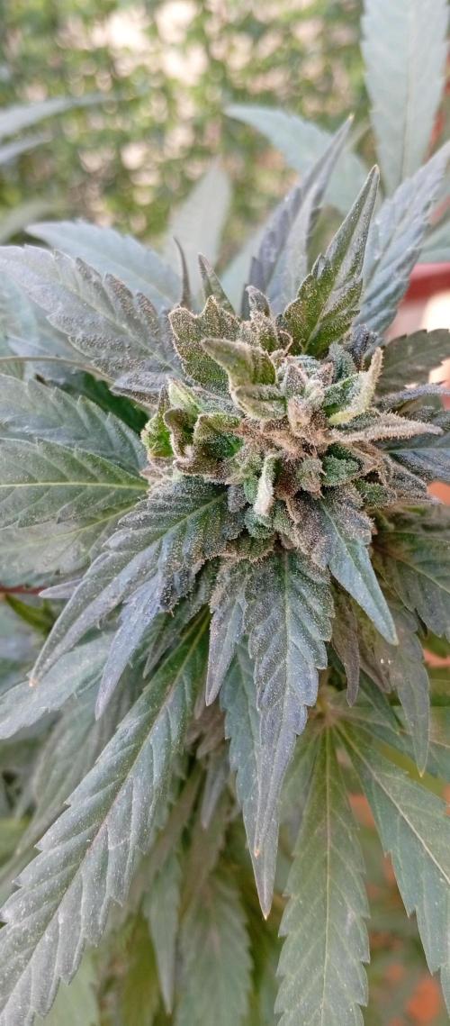 ChocotangieXCelestialGas. Week 19