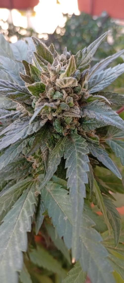 ChocotangieXCelestialGas. Week 19