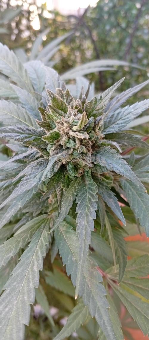 ChocotangieXCelestialGas. Week 19