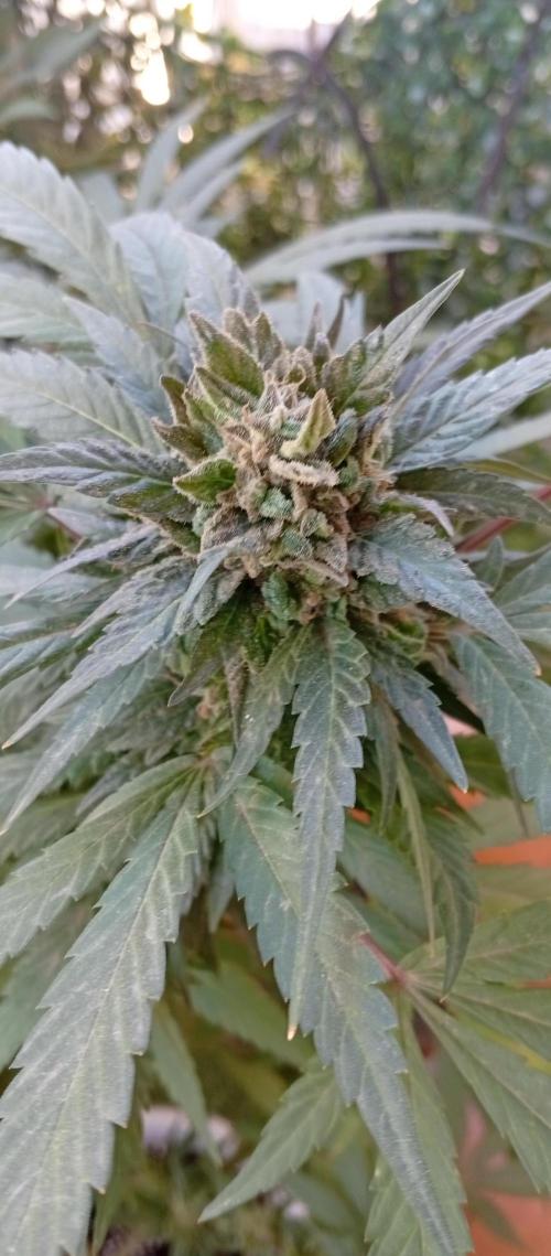 ChocotangieXCelestialGas. Week 19
