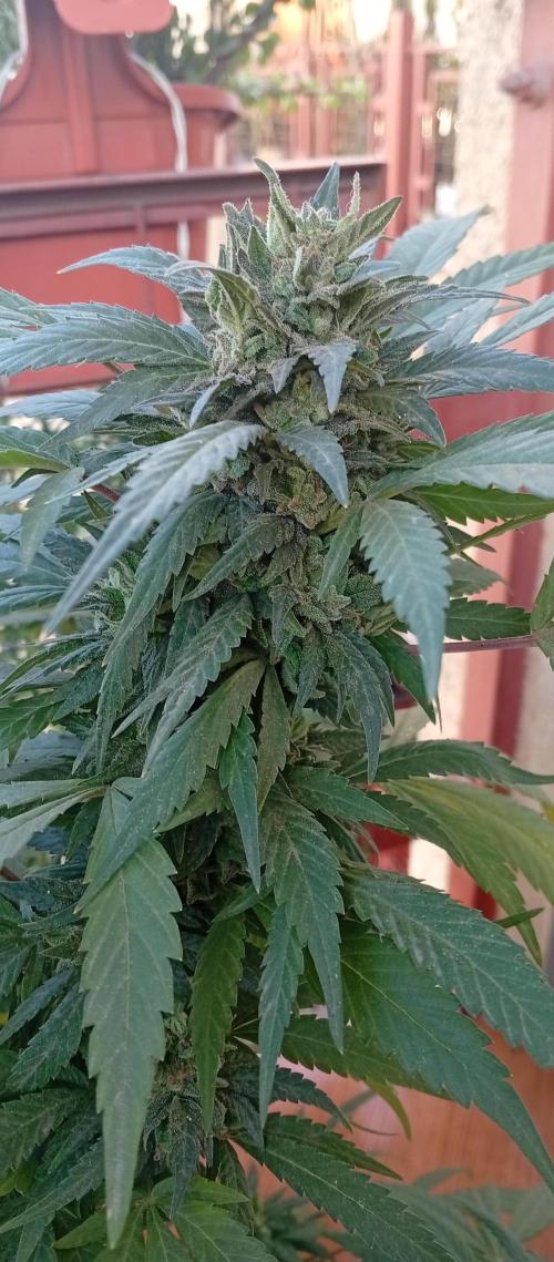 ChocotangieXCelestialGas. Week 19