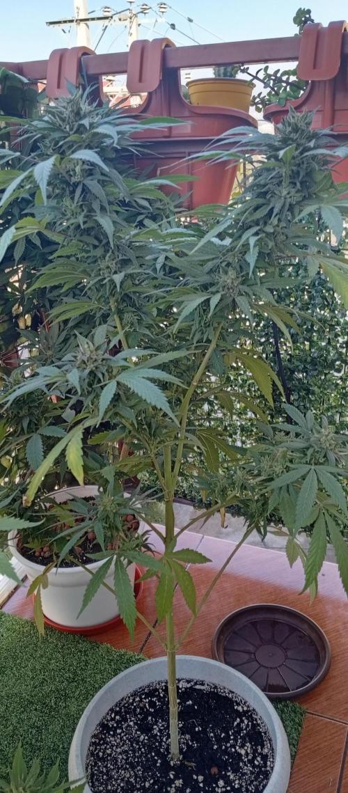 ChocotangieXCelestialGas. Week 19