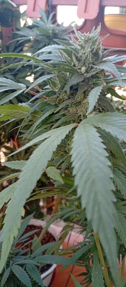 ChocotangieXCelestialGas. Week 19