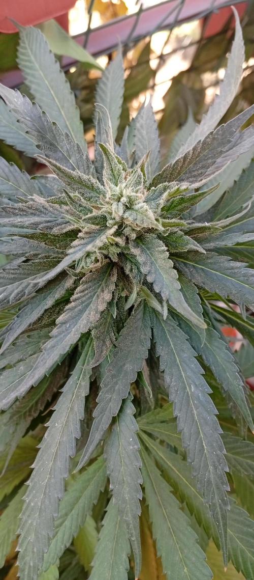 ChocotangieXCelestialGas. Week 19