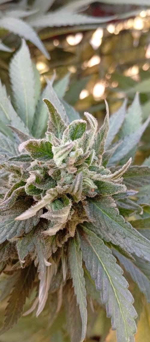 ChocotangieXCelestialGas. Week 19