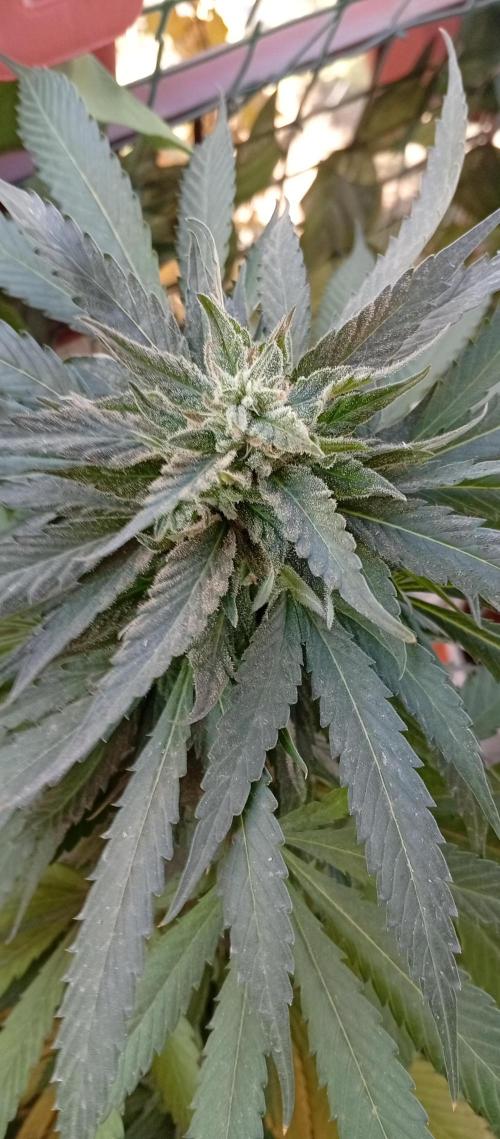 ChocotangieXCelestialGas. Week 19