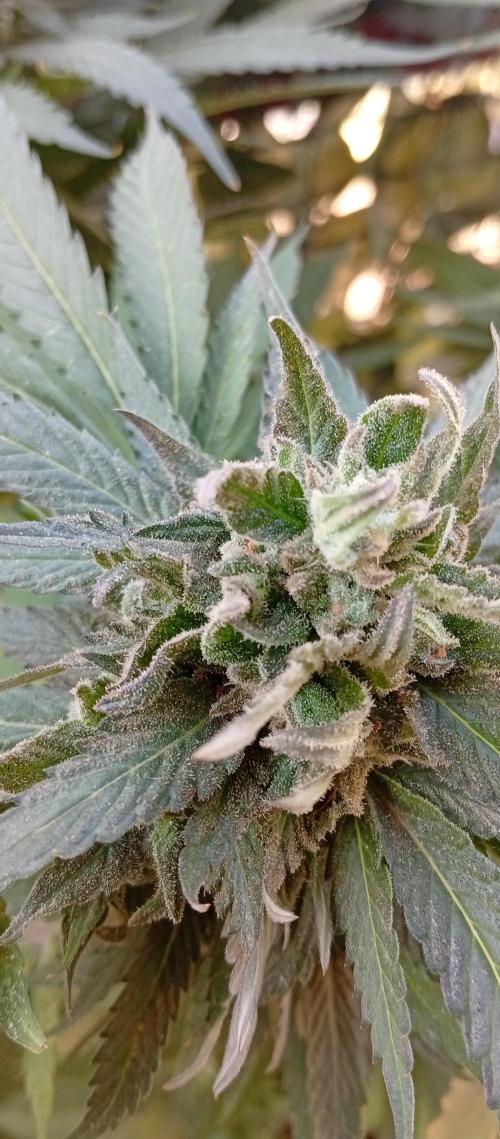 ChocotangieXCelestialGas. Week 19