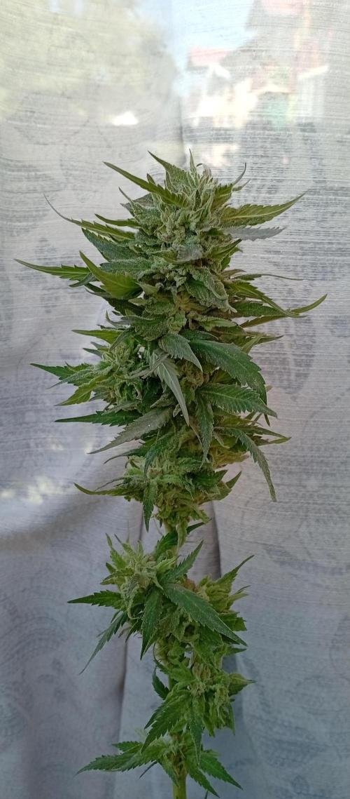 GMOxPakistanxMimosa. Week 20