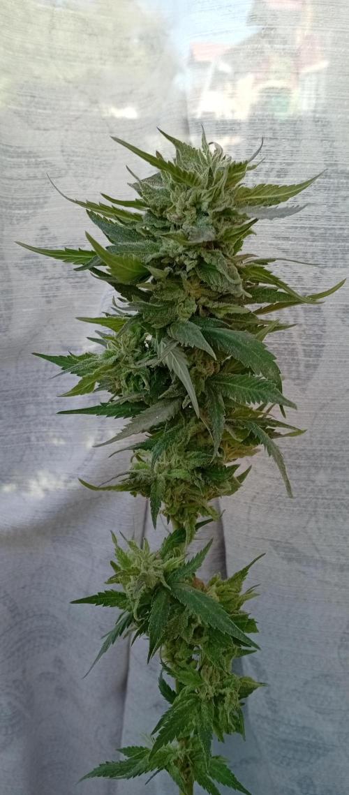 GMOxPakistanxMimosa. Week 20