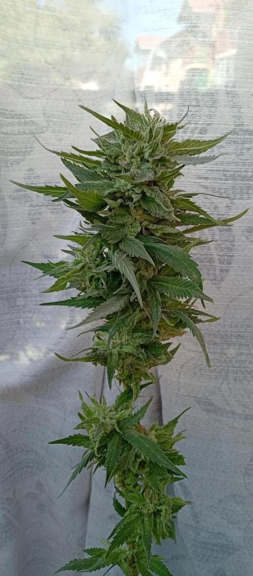 GMOxPakistanxMimosa. Week 20
