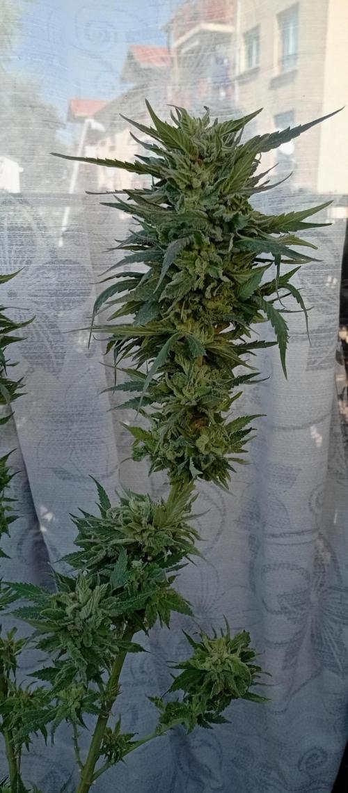 GMOxPakistanxMimosa. Week 20