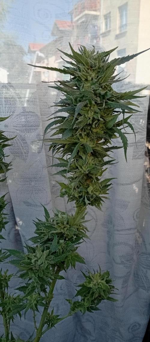 GMOxPakistanxMimosa. Week 20