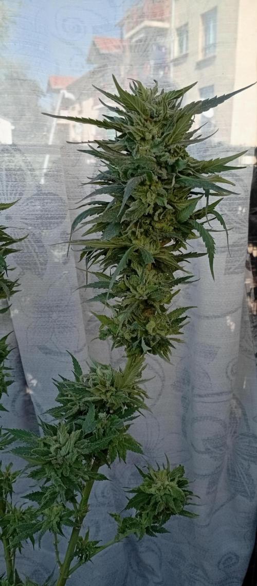 GMOxPakistanxMimosa. Week 20