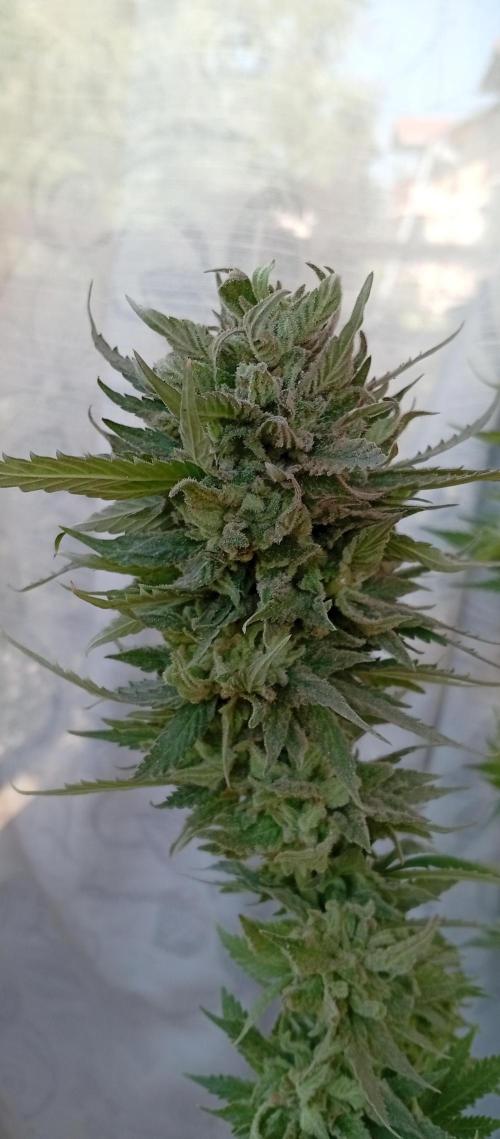 GMOxPakistanxMimosa. Week 20