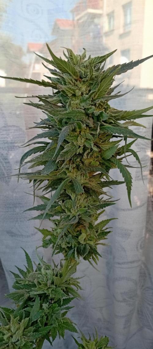 GMOxPakistanxMimosa. Week 20