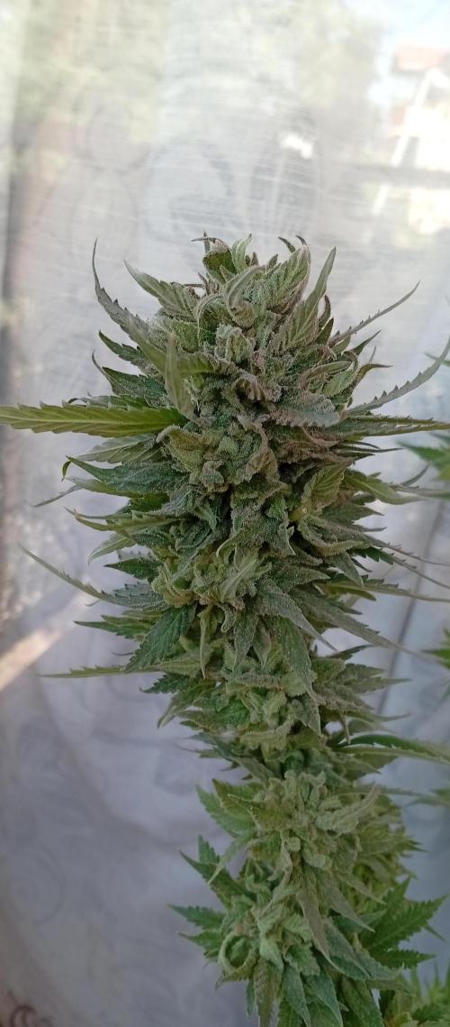 GMOxPakistanxMimosa. Week 20