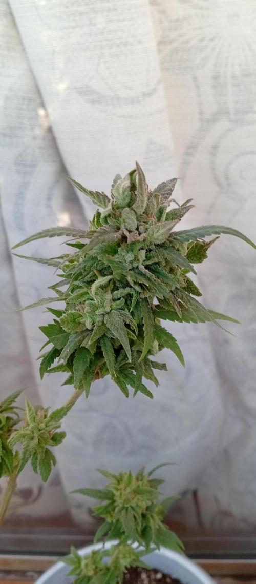 GMOxPakistanxMimosa. Week 20