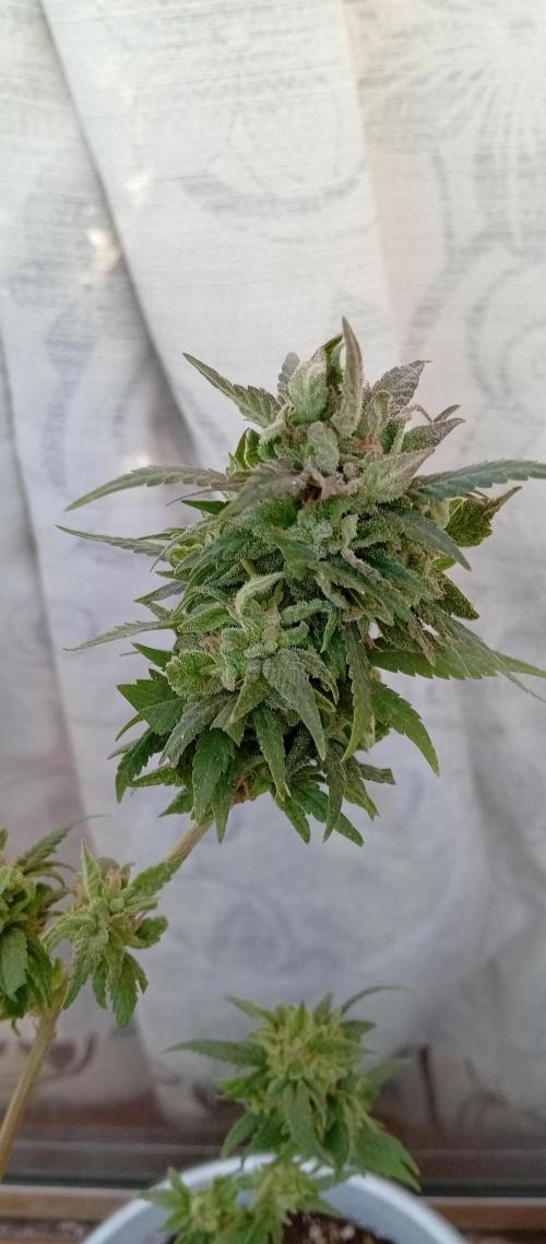 GMOxPakistanxMimosa. Week 20