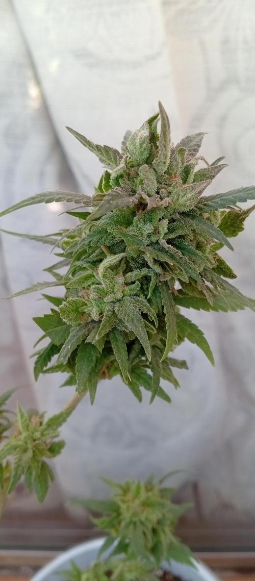 GMOxPakistanxMimosa. Week 20