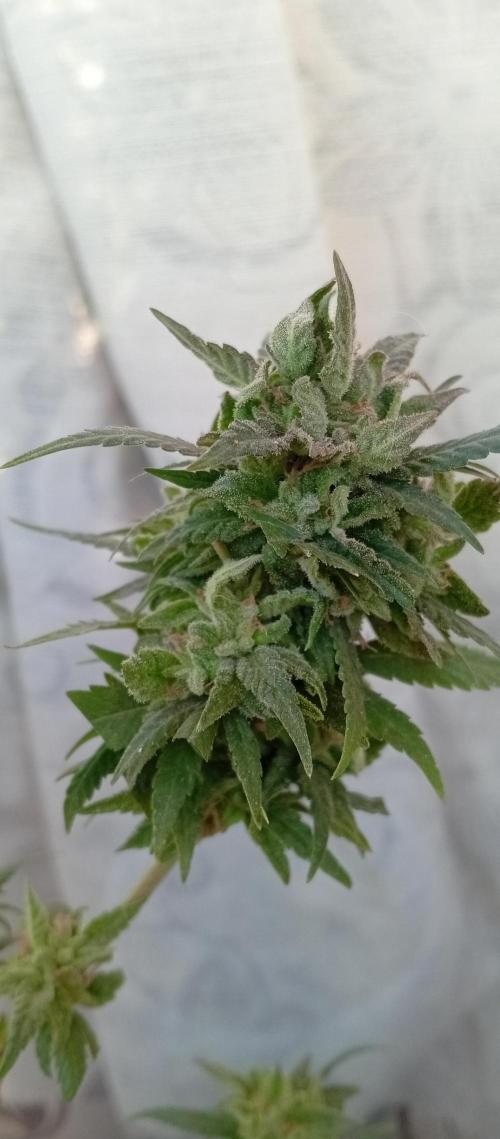 GMOxPakistanxMimosa. Week 20