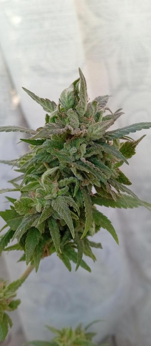 GMOxPakistanxMimosa. Week 20