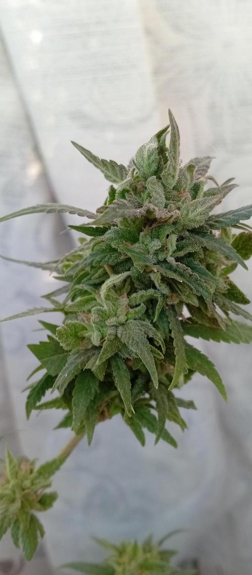 GMOxPakistanxMimosa. Week 20